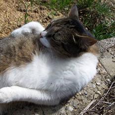 Blanding af racer Tuttie (Doven :P)