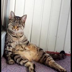 Blanding af racer Maggie