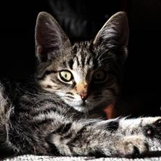 Blanding af racer Maggie