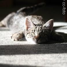 Blanding af racer Maggie