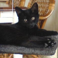 Blanding af racer Charlotte