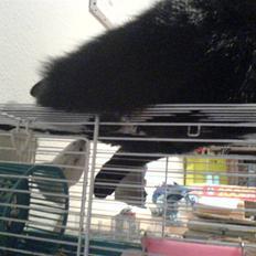 Blanding af racer Charlotte