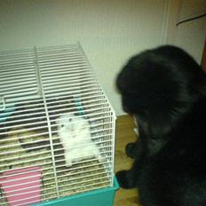 Blanding af racer Charlotte