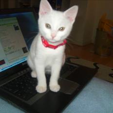 Huskat Morgan ~Solgt~ 