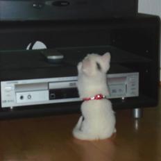 Huskat Morgan ~Solgt~ 