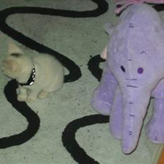 Huskat Morgan ~Solgt~ 