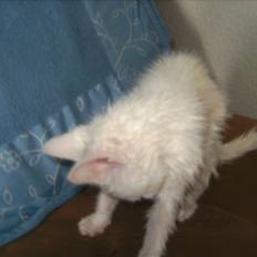 Huskat Matini ~Solgt~