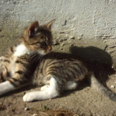 Huskat Magnum "Solgt"