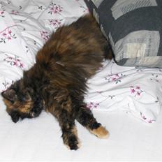 Blanding af racer Pjevs