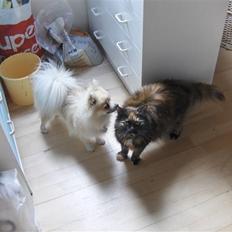 Blanding af racer Pjevs