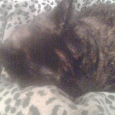 Blanding af racer Djaxa