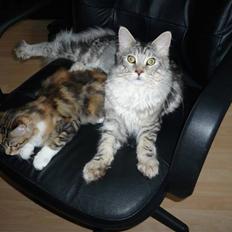 Maine Coon Simba- RIP