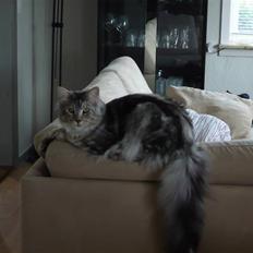 Maine Coon Simba- RIP