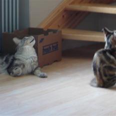 Maine Coon Simba- RIP