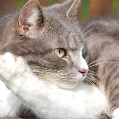 Blanding af racer Sofus