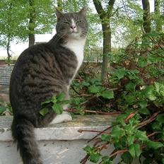 Blanding af racer Sofus