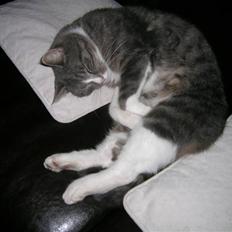 Blanding af racer Sofus