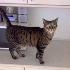 Huskat Magnus/Missen<3