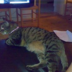 Huskat Magnus/Missen<3