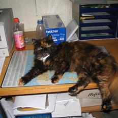 Blanding af racer Pjevs