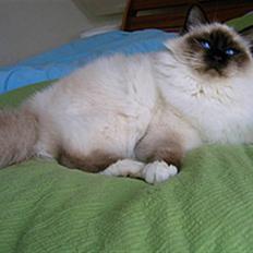 Hellig Birma Von Frey´s Wild Thing