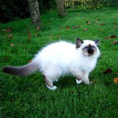 Hellig Birma Von Frey´s Wild Thing