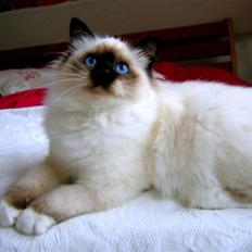 Hellig Birma Chicabee´s Canoosia C´Mon