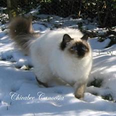 Hellig Birma Chicabee´s Canoosia C´Mon