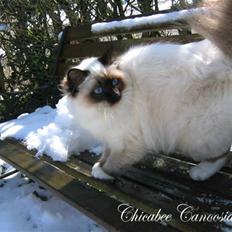 Hellig Birma Chicabee´s Canoosia C´Mon