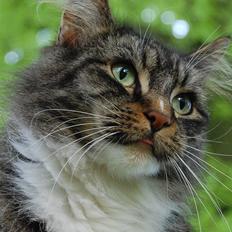 Maine Coon Duchess