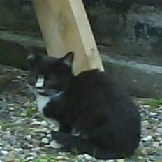 Huskat  Strandgaardens Fanta