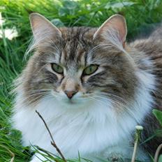 Norsk Skovkat FRANCES - kastrat