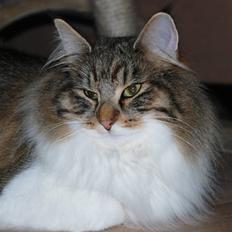 Norsk Skovkat FRANCES - kastrat