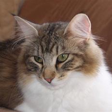 Norsk Skovkat FRANCES - kastrat