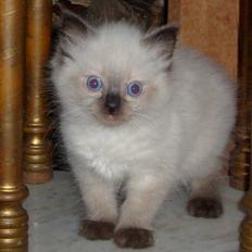 Ragdoll Zerachiel