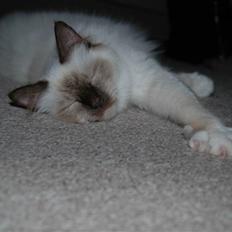 Hellig Birma Anemone