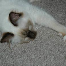 Hellig Birma Anemone