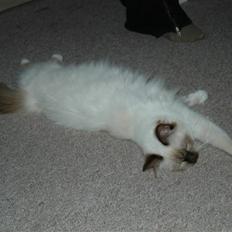 Hellig Birma Anemone