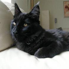 Maine Coon Johnson