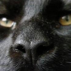 Maine Coon Johnson