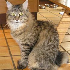 Maine Coon DK-Findus Aninna (Ninzen)