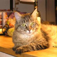 Maine Coon DK-Findus Aninna (Ninzen)
