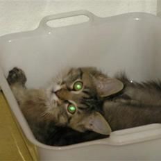 Maine Coon DK-Findus Aninna (Ninzen)