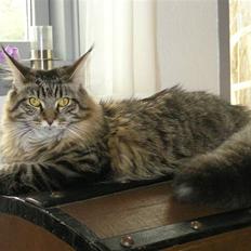 Maine Coon DK-Findus Amelia