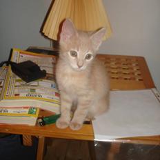 Blanding af racer Felix