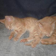 Blanding af racer Felix