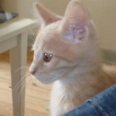 Blanding af racer Felix