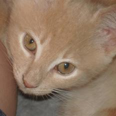 Blanding af racer Holger