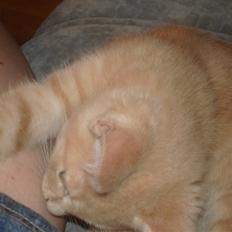 Blanding af racer Holger