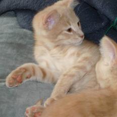 Blanding af racer Holger